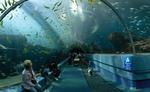 800px-Georgia_Aquarium_-_Ocean_Voyager_Tunnel_Jan_2006.jpg