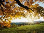 Autumn-Leaves.jpg
