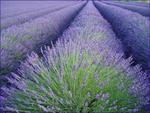 lavender-row.jpg