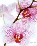 orchideja.jpg
