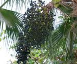 Acai.jpg