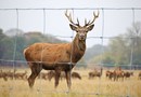 Hampton ,Tornado tvoros laukinių gyvūnų aptvarams, fence animal