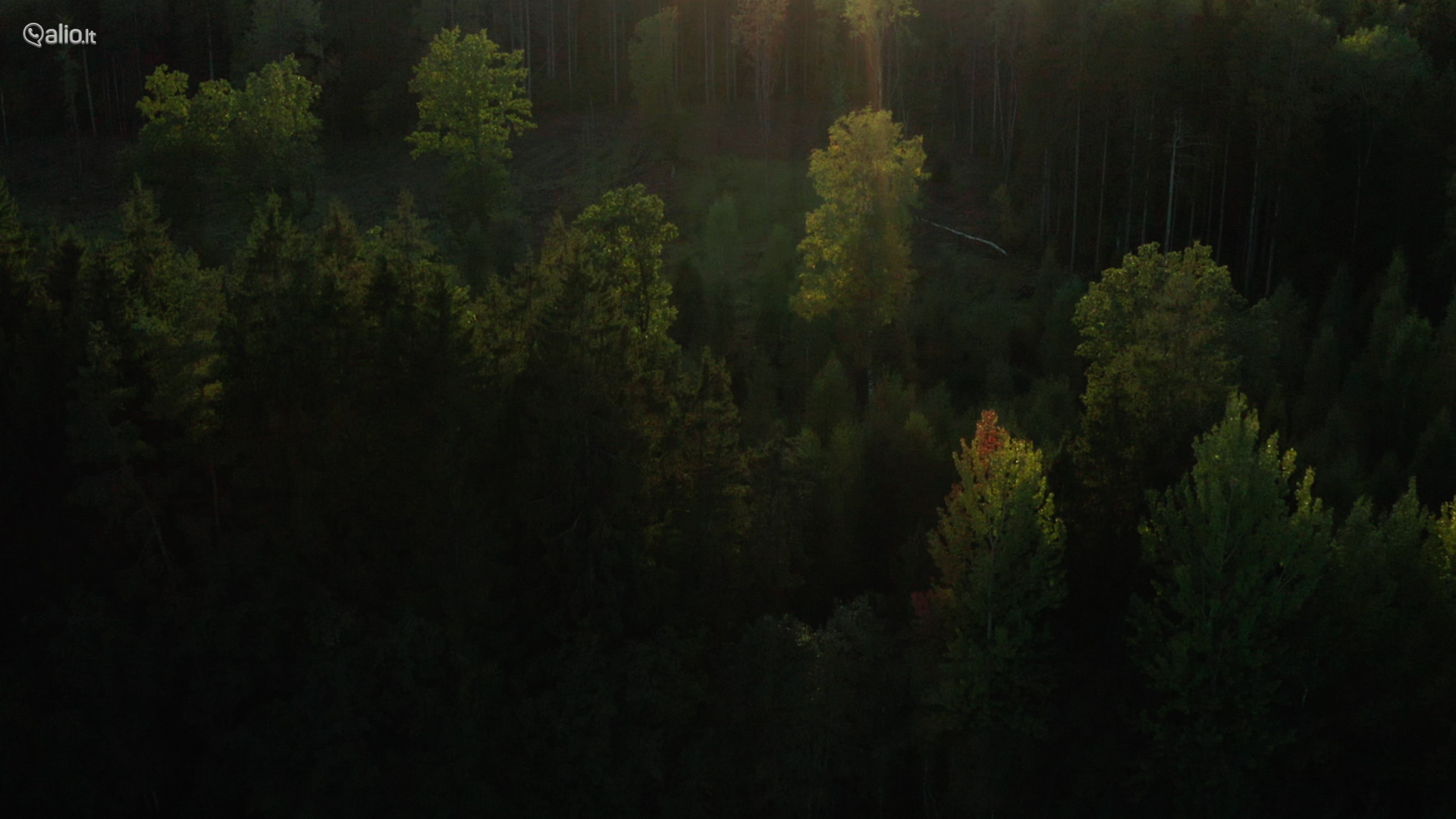 Avižienių miškas (~300m) ir apylinkes! sklypas