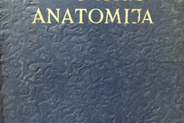 Žmogaus anatomija