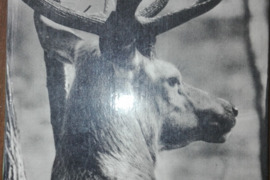 1387. *LAIŠKAI IŠ ELNIŲ MIŠKO 