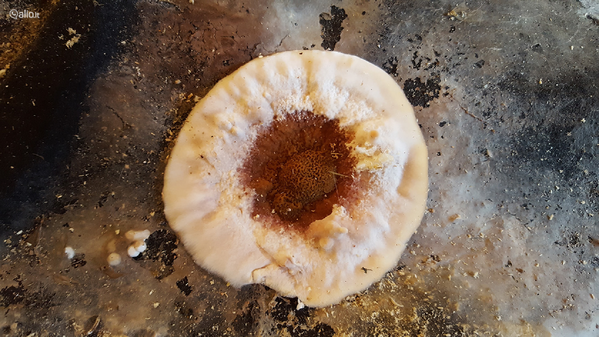 Medžio grybo - "Trobagrybio" naikinimas/šalinimas visoje Lietuvoje | Alio.lt