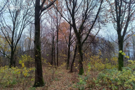 530.0 a sklypas Vilniaus r. sav., Kyviškės