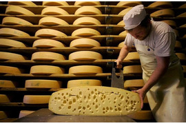 Darbas sūrio gamyklose Nyderlanduose