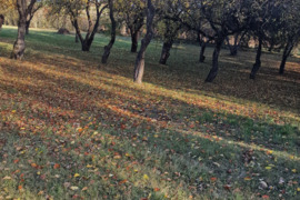Parduodamas vienkiemis gamtos apsuptyje