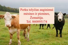 Perku telyčias auginimui mėsines ir pienines, Žemaitija. Tel. ***