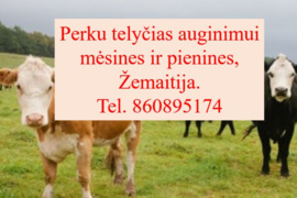 Perku telyčias auginimui mėsines ir pienines, Žemaitija. Tel. ***