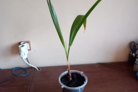 Palma Trachycarpus