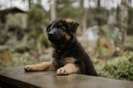 Kilmingi ilgaplaukiai vokiečių aviganiai