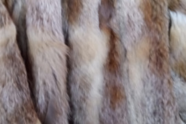 Puskailiniai