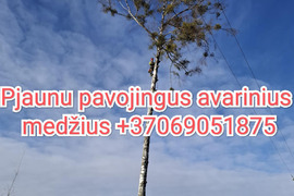 Pjaunu pavojingus, avarinius medžius Dzukijoje  Žemaitijoje***