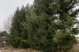 Aplinkos tvarkymas, malkų skaldymas-pjovimas