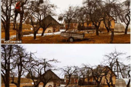 Medžių genėjimas