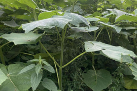 Paulownija (deguonies medis)