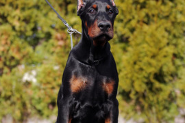 DOBERMANŲ ŠUNIUKAI, DOBERMANAI, NAUJA VADA. PARDUODAMI DOBERMANŲ ŠUNIUKAI, FCI DOK. YRA LAISVŲ.