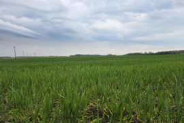 PARDUODAMAS 5 ha ŽEMĖS ŪKIO PASKIRTIES ŽEMĖS SKLYPAS KĖGRIŲ K., MAŽEIKŲ R. SAV.