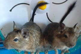 Dovanoju Degu voveriukus.