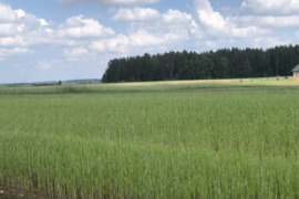 50 a sklypas Vilniaus r. sav., Tarnėnai
