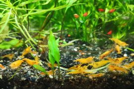 Orange krevetės, augalai