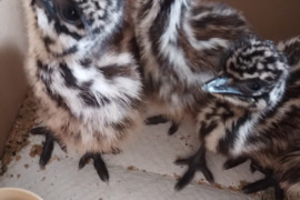 Parduodu EMU stručio jauniklius s eiki judrus žvalūs išperėti naturaliai patino