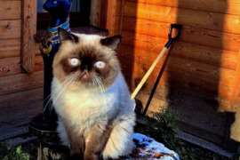 КОТ ЭКЗОТ приглашает кошек Экзот и Перс породы на любовное свидание. Вязку, для оплодотворения и пол