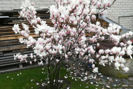 Magnolija