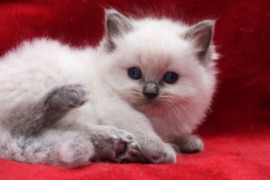 Ragdoll kačiukai