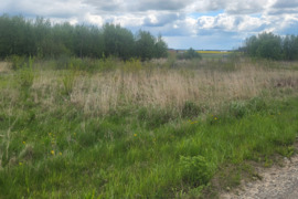 12.56 a sklypas Panevėžio r. sav., Molainiai (Panevėžio sen.), Alyvų g.
