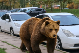 Toyota Prius Hečbekas Nuoma