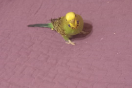 Banguotosios papugeles parduoda