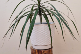 Palmė- Dracena