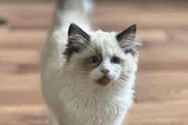 Kilmingi Ragdoll kačiukai