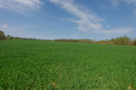 Sklypas žemės ūkio paskirties