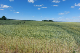 Parduodu žemės sklypą Kėdainių r. Josvainių sen. Kilbisų kaime 10.39ha