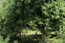 Parduodamas gražus 12 a. sklypas Brinkiškėse, s/b Vilnoja, Kryžinės g. 34