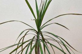 Dracena