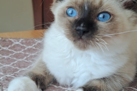 Kilmingi Ragdoll kačiukai