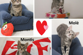 Dovanojami laaaabai mieli miau