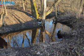 295.0 a sklypas Anykščių r. sav., Mačionys