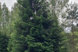 54.0 a sklypas Zarasų r. sav., Liminiai