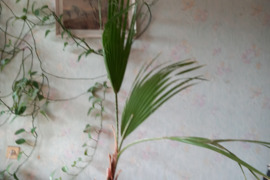 Palma Trachycarpus
