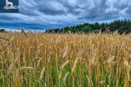 5.04 a sklypas Šalčininkų r. sav., Staniškės