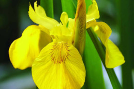 Irisas geltonasis YELLOW FLAG