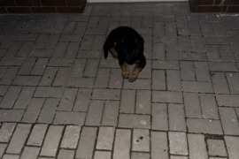 Vokiečių aviganio