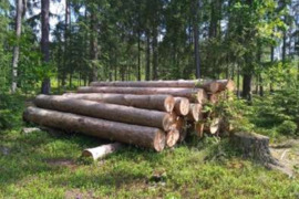 Parduodami eglės sausuoliai.