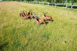 Parduodu 12 tauriųjų elnių